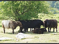 2013 07 15 5457-border  Losse koeien op Dartmoor